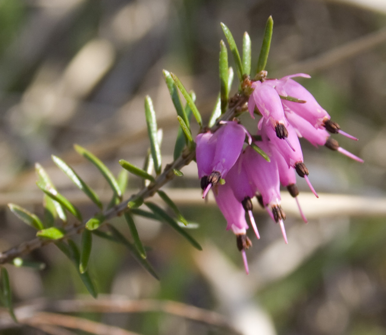 Erica carnea